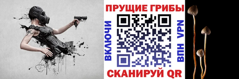 где можно купить   Ипатово  Псилоцибиновые грибы GOLDEN TEACHER 